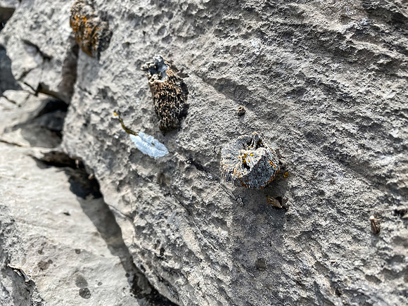 Fossils.