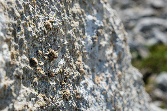 A fossil wall.
