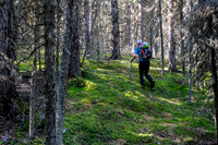 A carpet of moss in the pleasant approach forest.