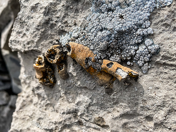 Fossils.