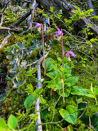 Flowers in the forest.