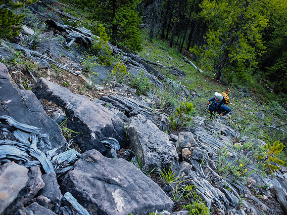 There is no trail through the forest - only smatterings of animal routes.
