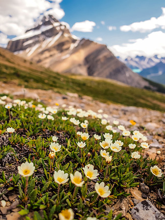 Alpine Buttercup with Mount Weed in the bg.