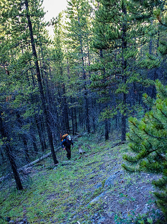 There is no trail through the forest - only smatterings of animal routes.