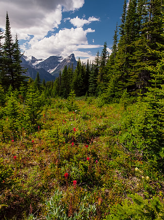 Nice flowery alpine meadow - Chephren in the distance.