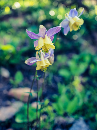 Yellow Columbine seem to easily cross pollinate with purple Asters