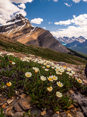 Alpine Buttercup with Mount Weed in the bg.