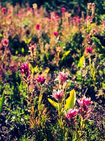 Indian Paintbrush