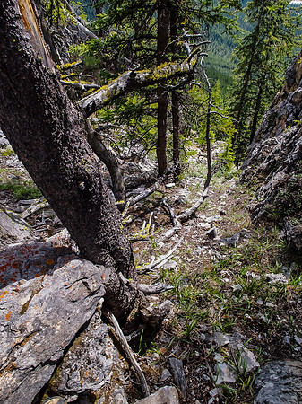Breaking through the lower cliffs in the forest.