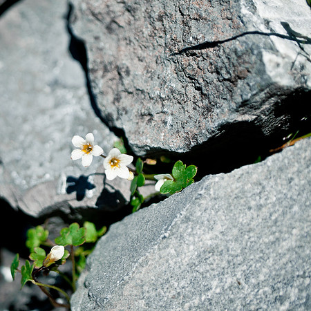 I was on a wildflower hunt!