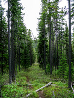 Right at the Akamina Pass sign you should turn left onto this cut line. It's somewhat overgrown but not too bad.