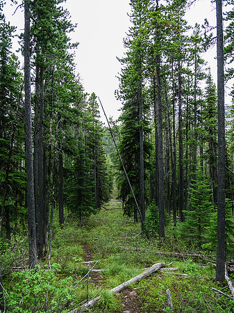 Right at the Akamina Pass sign you should turn left onto this cut line. It's somewhat overgrown but not too bad.