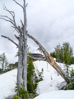The crux of the ridge can be seen through the deadfall on Forum Ridge.