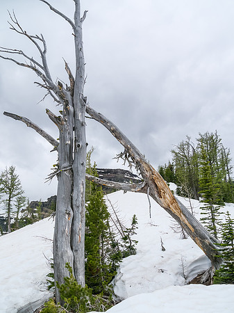 The crux of the ridge can be seen through the deadfall on Forum Ridge.