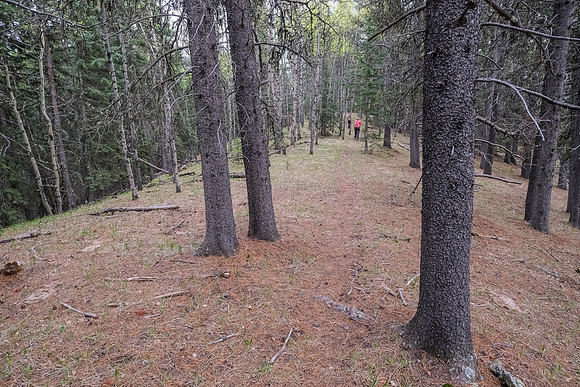 Following a faint trail up the north end of Macabee Ridge.