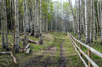 Hiking along a fence near Long Prairie Creek.