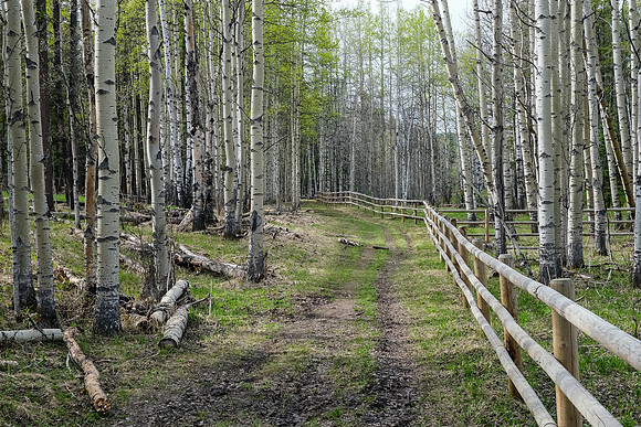 Hiking along a fence near Long Prairie Creek.