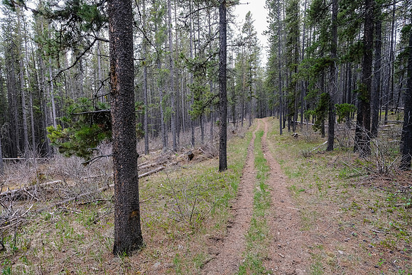 Hiking NE to Pine Ridge.