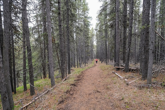 Hiking south from Pine Ridge towards Macabee Ridge.