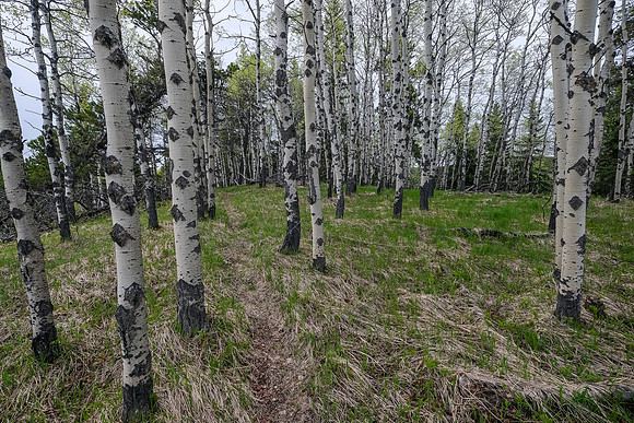Hiking south on Macabee Ridge.