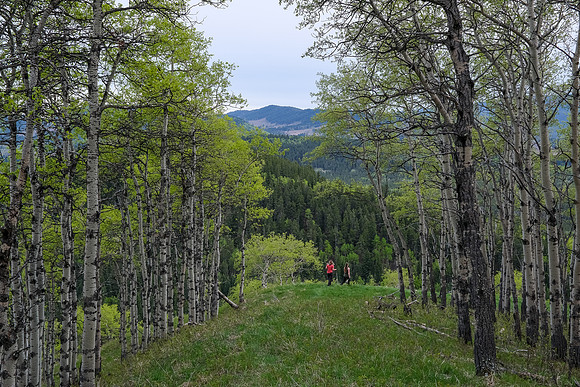 Hiking south on Macabee Ridge.