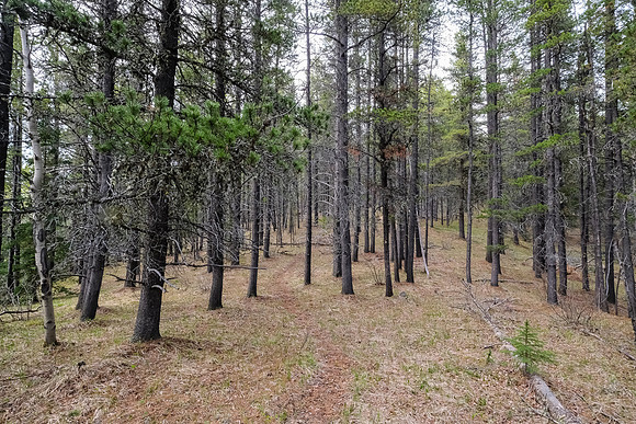 Hiking north from Long Prairie towards Pine Ridge.