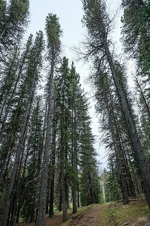 Hiking south from Pine Ridge towards Macabee Ridge.