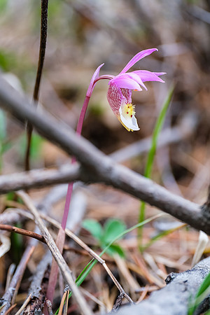 The only Calypso Orchid I saw.