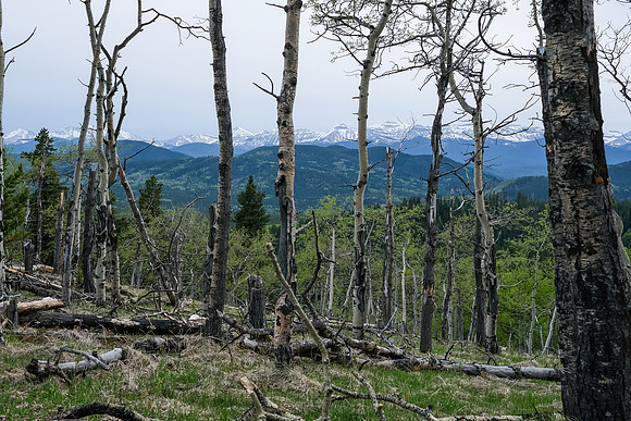 Hiking south on Macabee Ridge.
