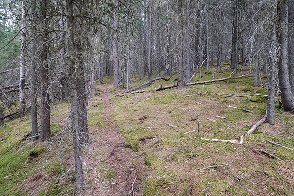 Following a faint trail up the north end of Macabee Ridge.