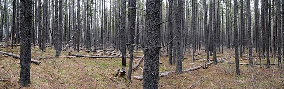A pretty empty forest to Pine Ridge.