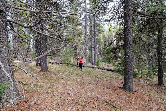 Hiking north from Long Prairie towards Pine Ridge.
