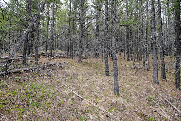 Off trail towards Pine Ridge.