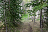 Descending to Long Prairie Creek from the parking lot.