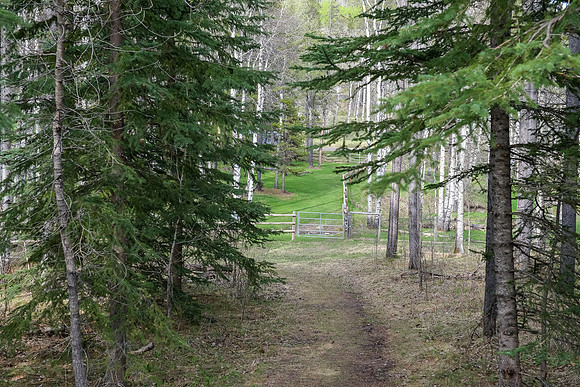 Descending to Long Prairie Creek from the parking lot.