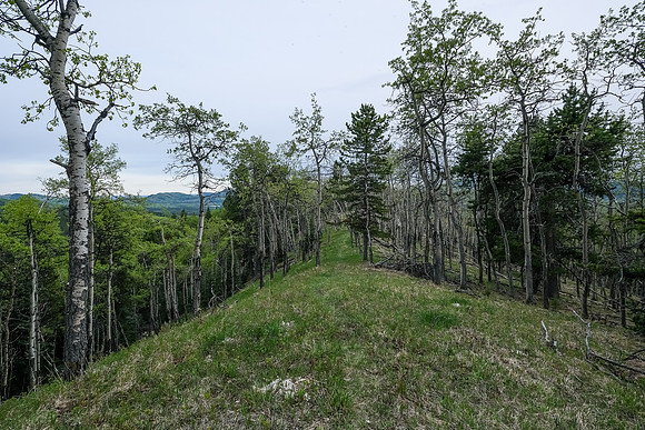 Hiking south on Macabee Ridge.