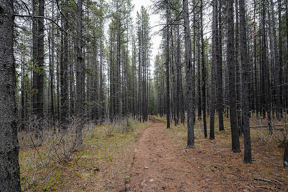 Hiking NE to Pine Ridge.