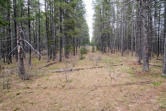 Hiking north from Long Prairie towards Pine Ridge.
