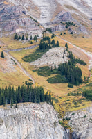 A large group of Mount Goats grazes on the slopes of Bourgeau Mountain.