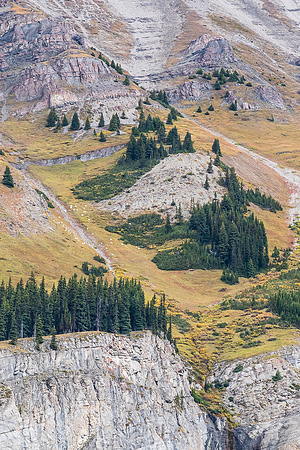A large group of Mount Goats grazes on the slopes of Bourgeau Mountain.