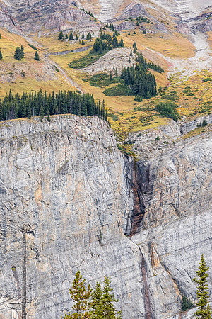 A large group of Mount Goats grazes on the slopes of Bourgeau Mountain.
