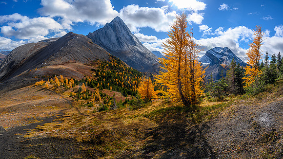Larches and Mount Birdwood.