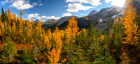 Larches.