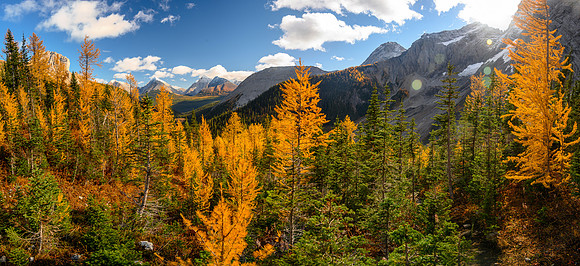 Larches.
