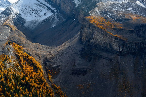 Larches.
