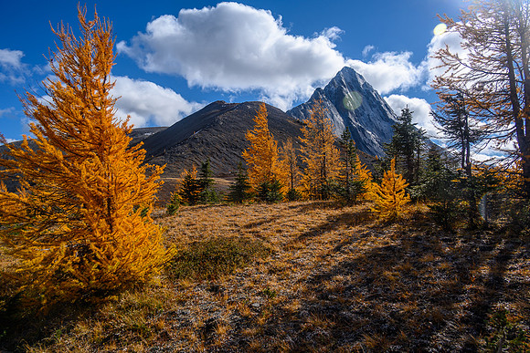 Larches and Mount Birdwood.