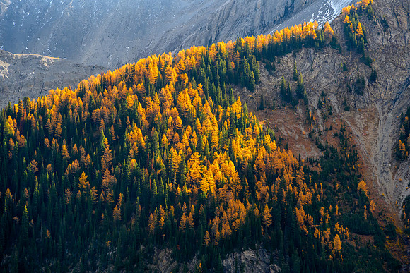 Larches.