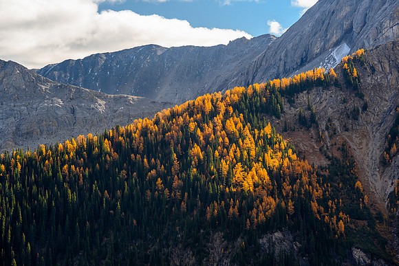 Larches.