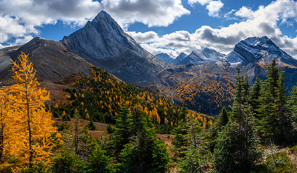 Larches and Mount Birdwood. Snow Peak at right.