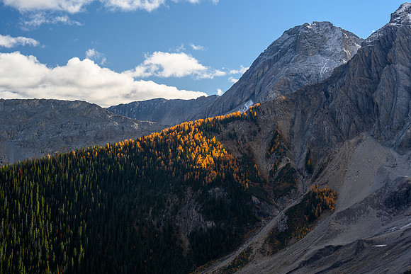 Larches.